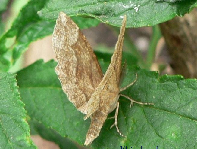 kleine herculesspanner.jpg - Kleine herculesspanner - Cepphis advenaria
